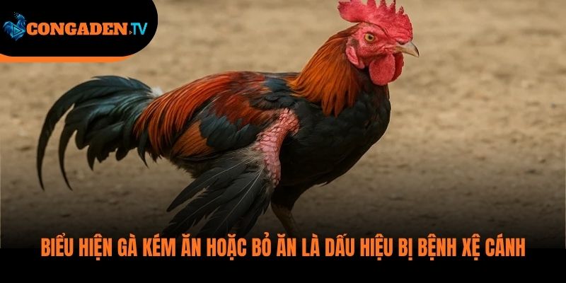 gà bị xệ cánh