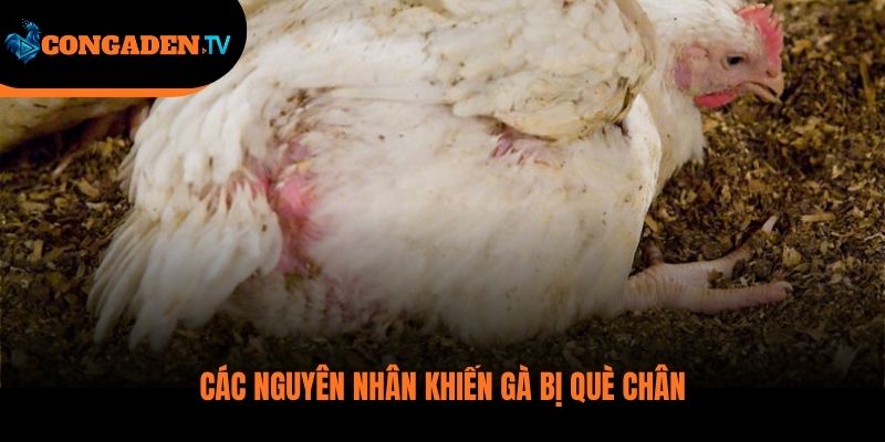gà bị què chân