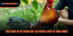 cách nuôi gà đá