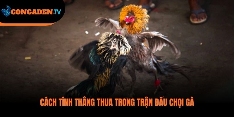luật đá gà thomo