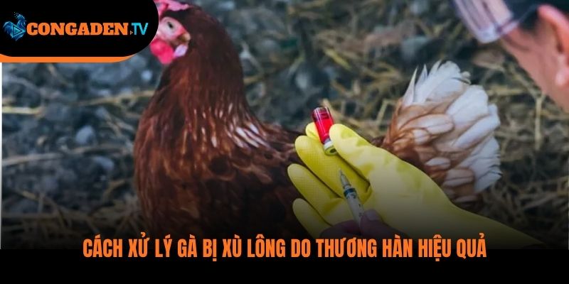 gà bị xù lông