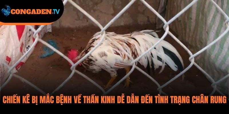 gà bị rung chân