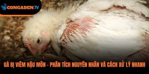 gà bị viêm hậu môn