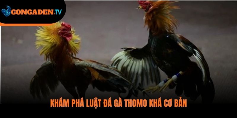 luật đá gà thomo