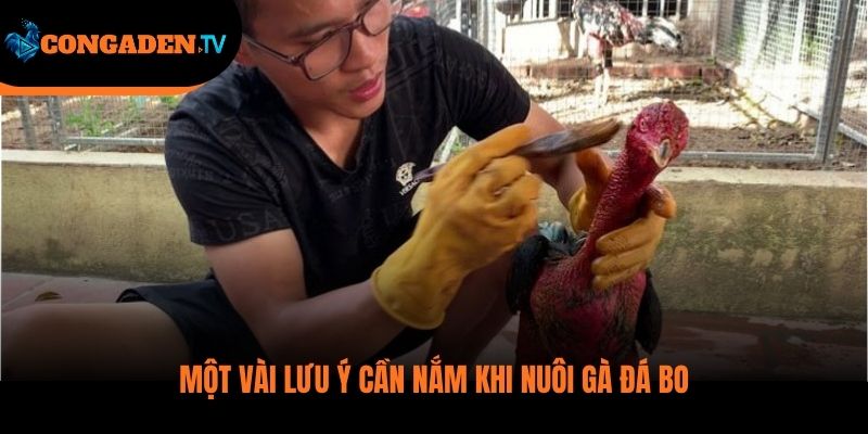 cách nuôi gà đá bo lớn