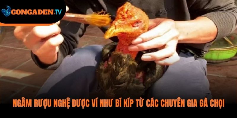 cách ngâm rượu nghệ cho gà