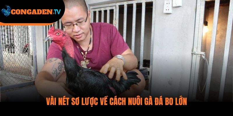 cách nuôi gà đá bo lớn