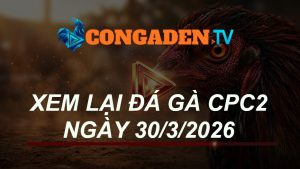 XEM LẠI ĐÁ GÀ CPC2 NGÀY 30/3/26