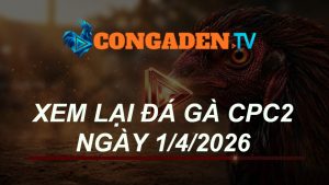 XEM LẠI ĐÁ GÀ CPC2 NGÀY 1/4/26