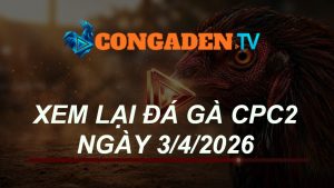 XEM LẠI ĐÁ GÀ CPC2 NGÀY 3/4/26