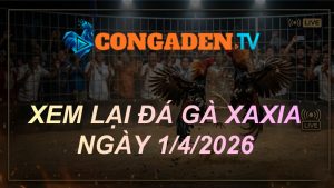 XEM LẠI ĐÁ GÀ XAXIA NGÀY 1/4/26